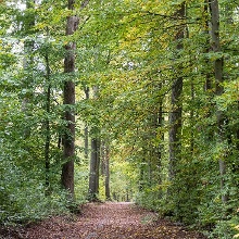 Waldweg 7